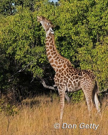 Southern Giraffe