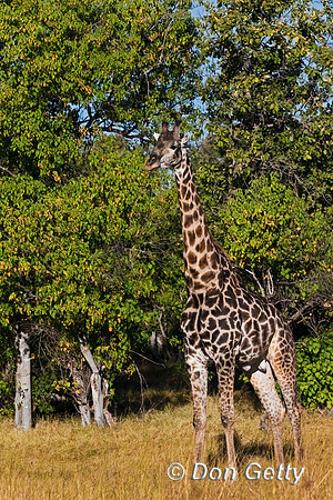 Southern Giraffe