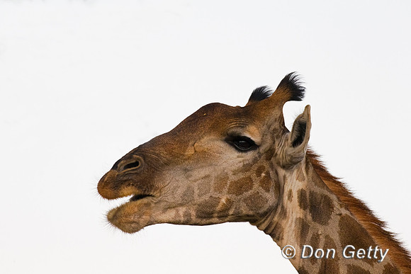 Southern Giraffe