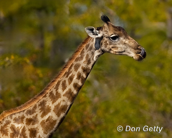 Southern Giraffe
