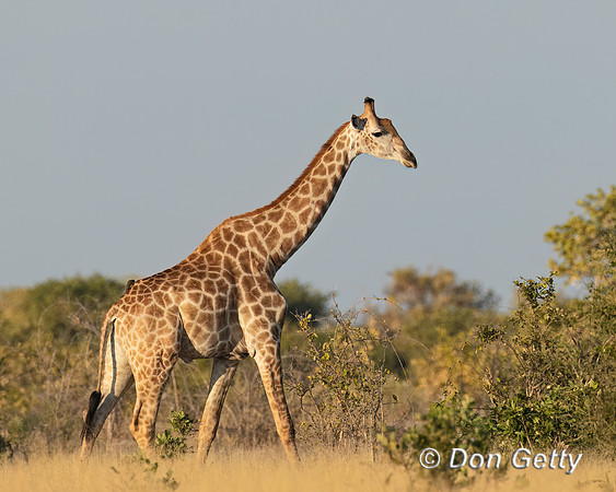 Southern Giraffe