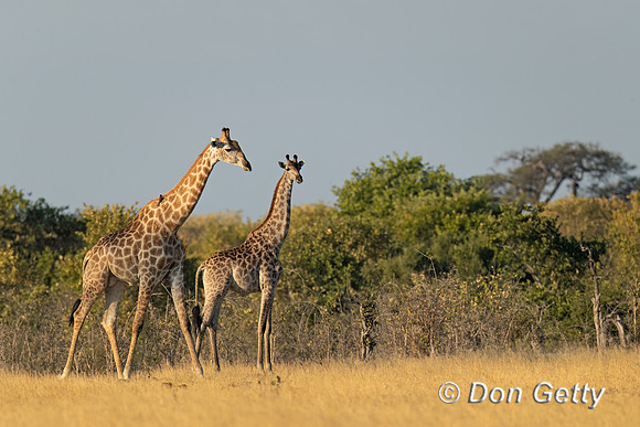 Southern Giraffe