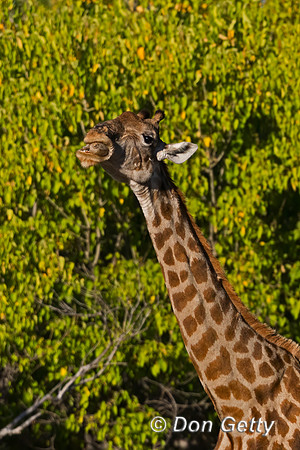 Southern Giraffe