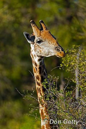 Southern Giraffe