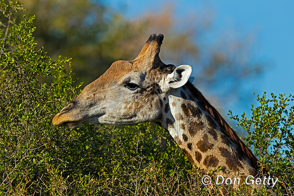 Southern Giraffe