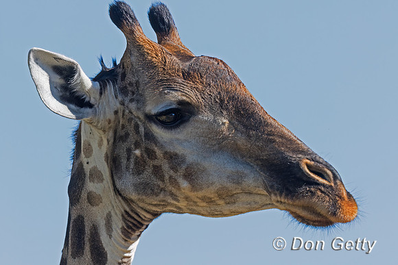Southern Giraffe