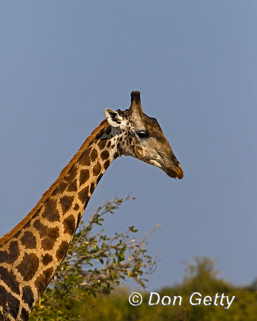 Giraffe_S_C8A7603