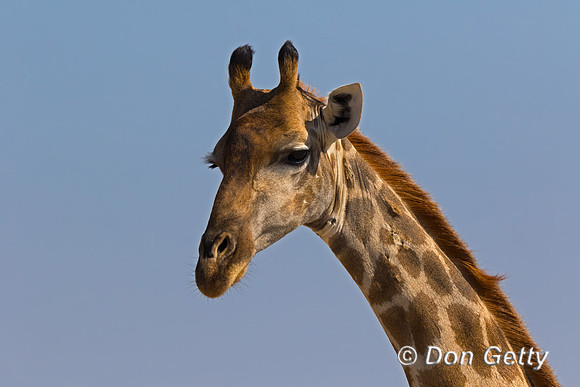 Giraffe_S_C8A7548
