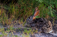 Hare, Scrub