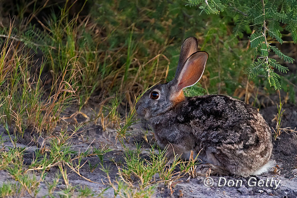 Scrub Hare