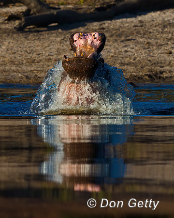 Hippopotamus