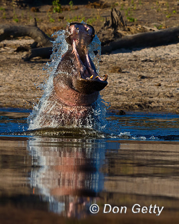 Hippopotamus