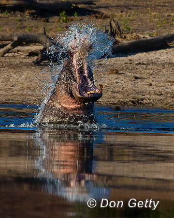 Hippopotamus