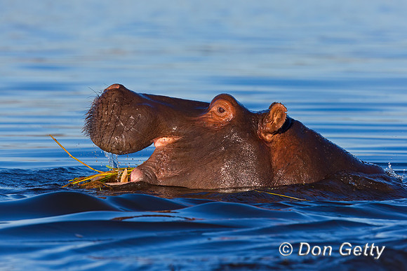 Hippopotamus