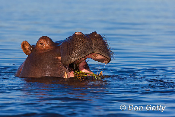 Hippopotamus