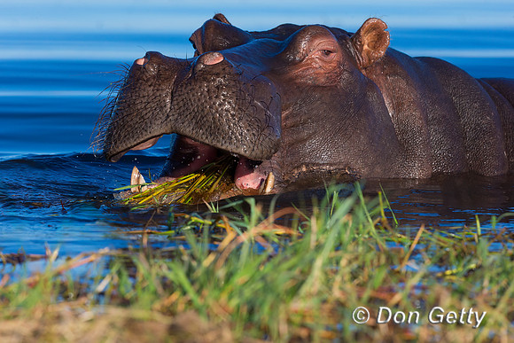 Hippopotamus
