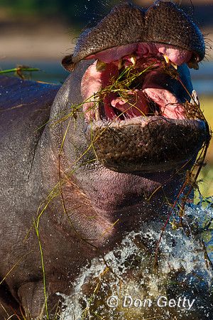 Hippopotamus