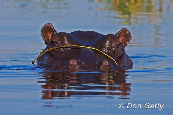 Hippopotamus