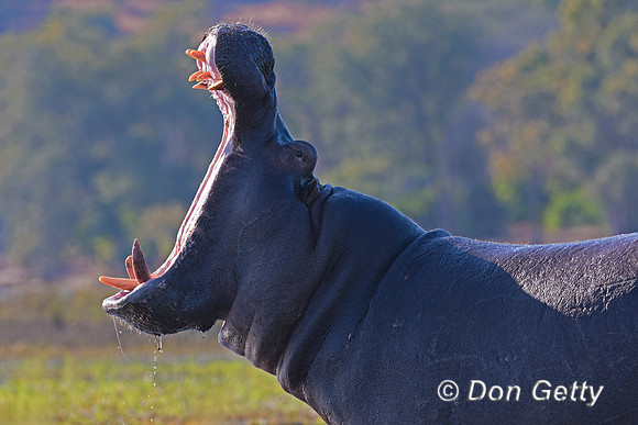 Hippopotamus