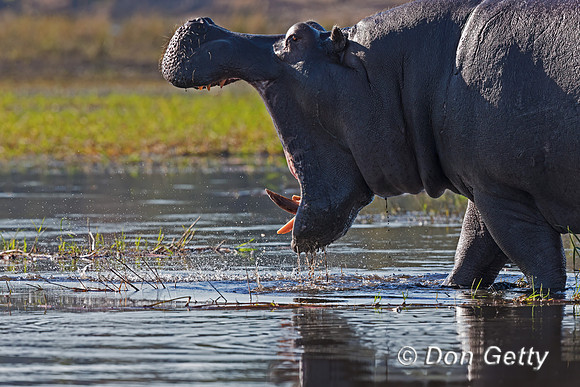 Hippopotamus