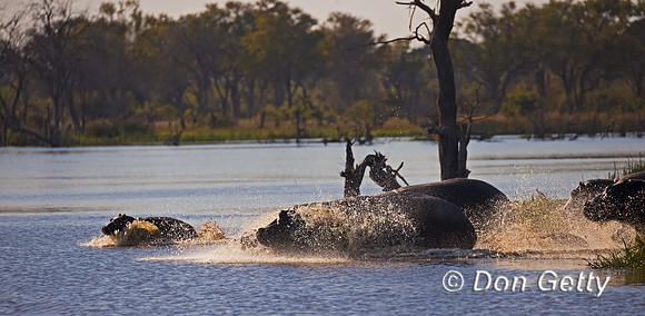 Hippopotamus