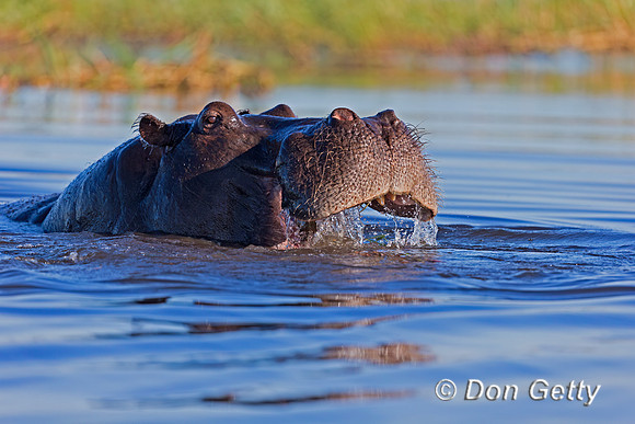 Hippopotamus