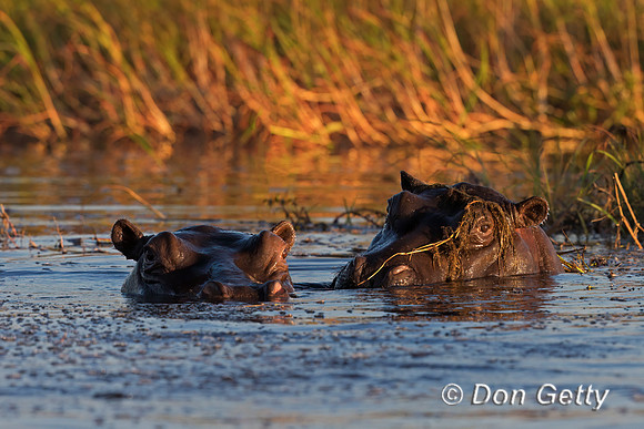 Hippopotamus