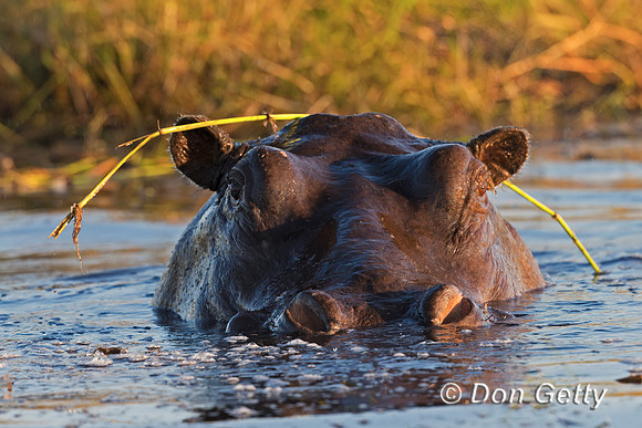 Hippopotamus