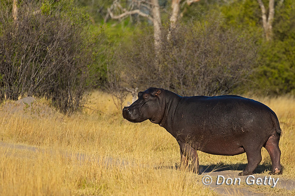 Hippopotamus