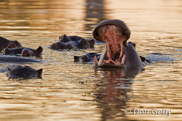 Hippopotamus