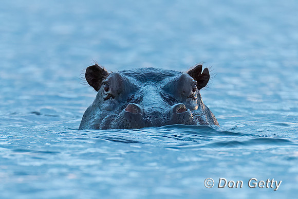 Hippopotamus