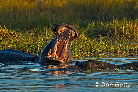 Hippopotamus