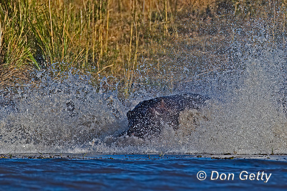 Hippopotamus