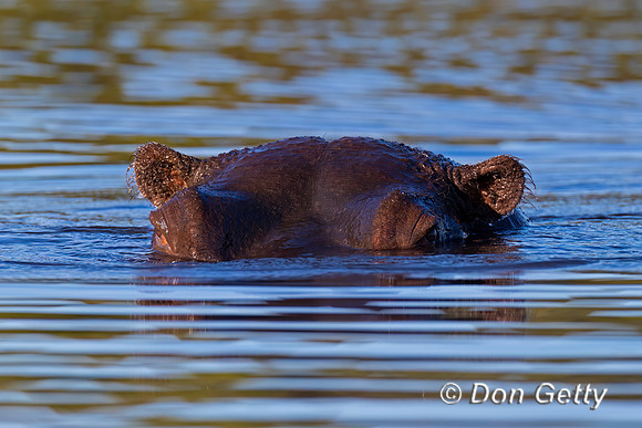 Hippopotamus
