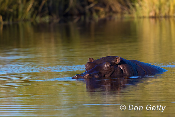 Hippopotamus