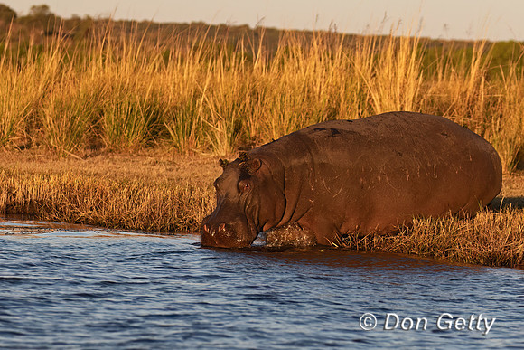 Hippopotamus