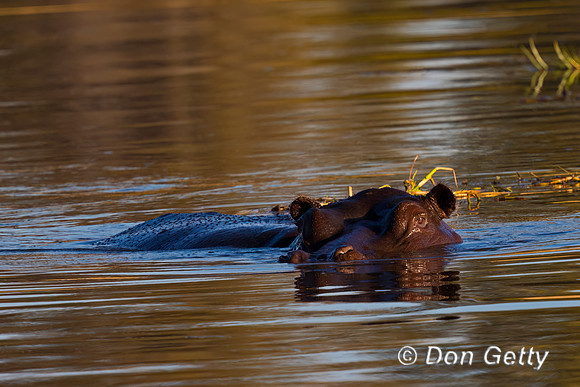 Hippo_C8A5025