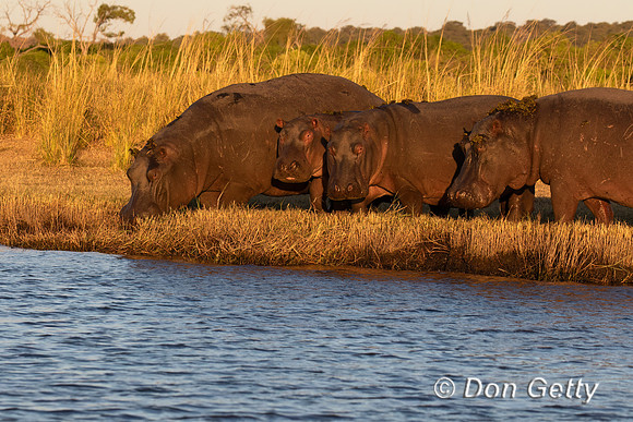 Hippopotamus