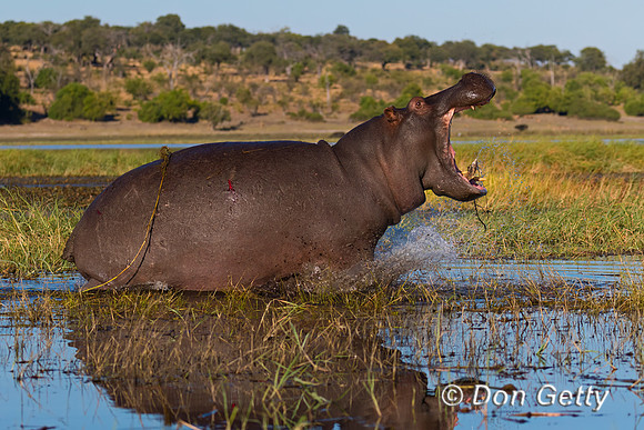 Hippopotamus