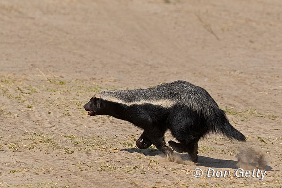 Honey Badger