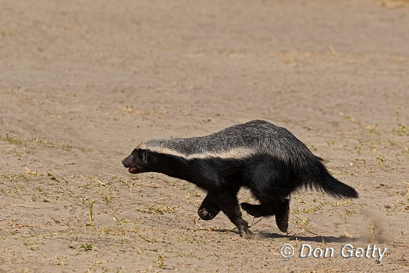 Honey Badger