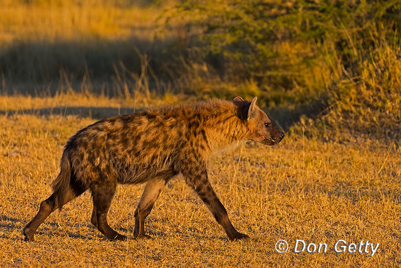 Spotted Hyena