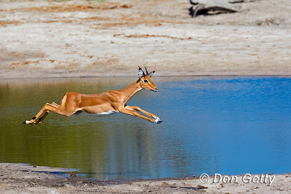Impala