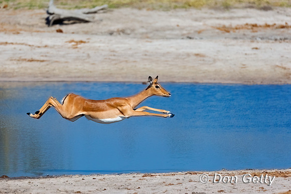 Impala