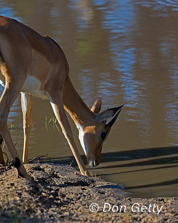 Impala
