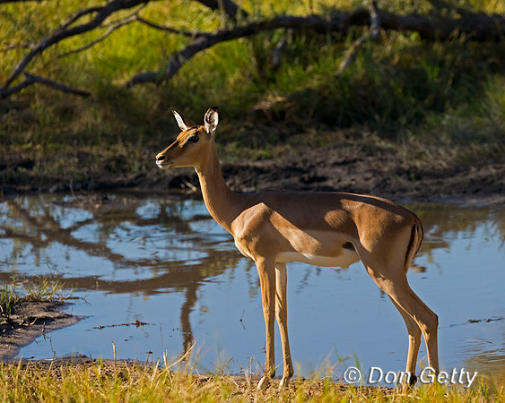 Impala