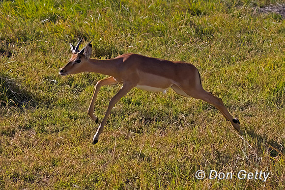 Impala