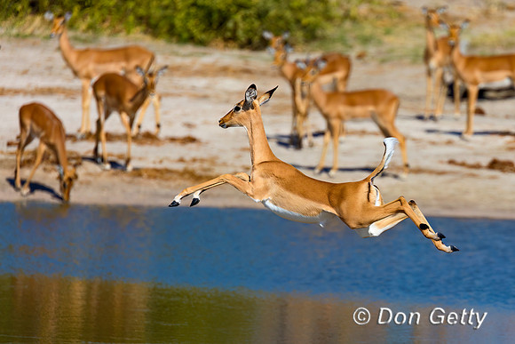 Impala