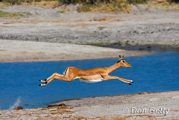 Impala