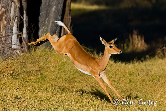 Impala